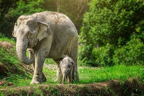 Samui Island Elephant Jungle Sanctuary Experience Kkday