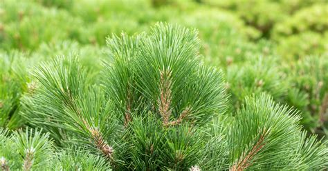 Pinus Nigra Brepo