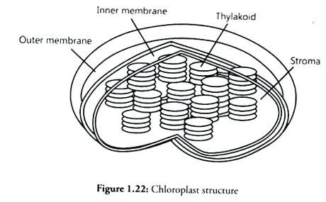 Chloroplast Structure Worksheets