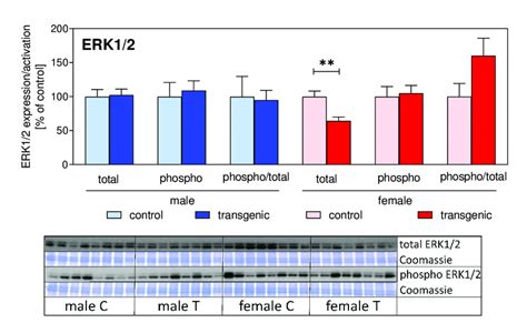 Protein Expression Total Phosphorylation Phospho And Specific