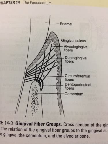 The Gingiva GV Black Classification Fluorides Flashcards Quizlet