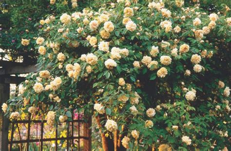 Growing Antique Roses And Rose Cultivars Flower Magazine