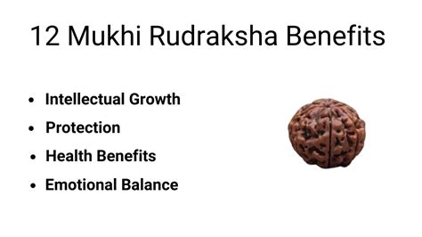 The 12 Mukhi Rudraksha A Gateway To Solar Energy