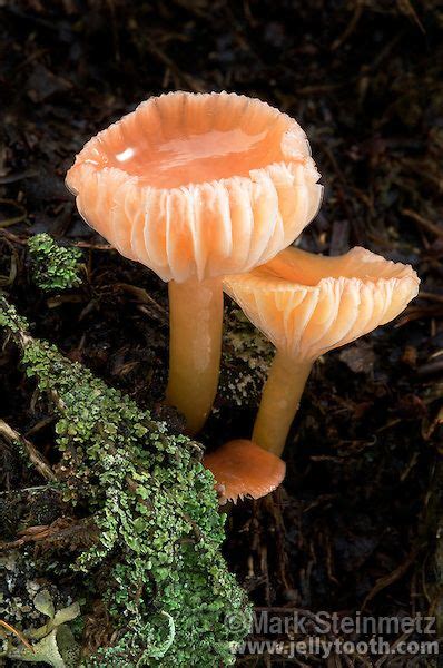 Two Waxy Cap Mushrooms Hygrocybe Laeta Mark Steinmetz Stuffed Mushrooms Edible Mushrooms