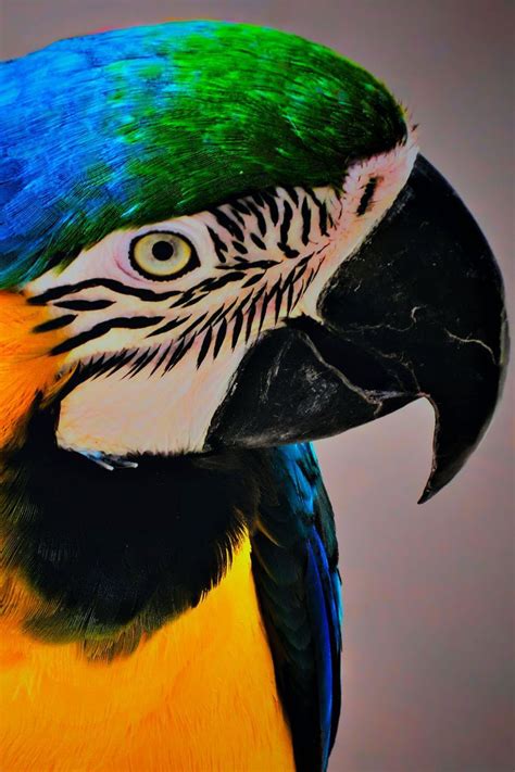 Beautiful Parrot Photography | Parrot, Photography, Beautiful