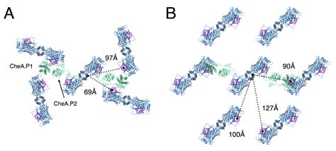 Biomolecules Free Full Text Alternative Architecture Of The E Coli