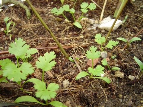 Fotos Gratis Naturaleza Hoja Comida Hierba Produce Vegetal