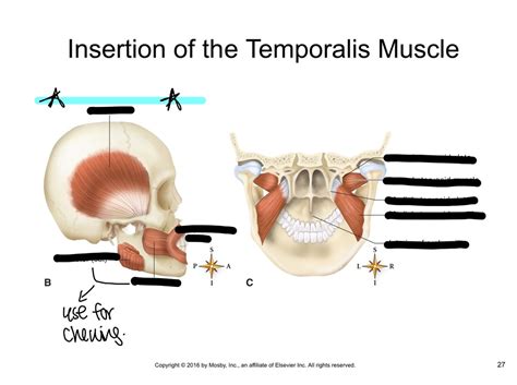 Temporalis Muscle Diagram | Quizlet