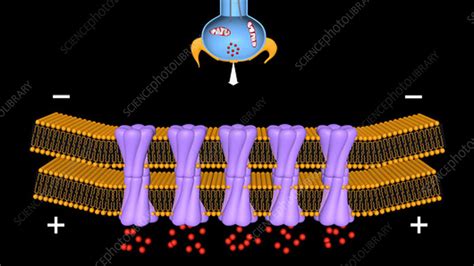 Electrical synapse, animation - Stock Video Clip - K004/4312 - Science ...