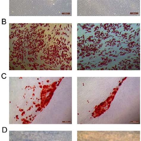 Morphology And Trilineage Differentiation Potential Of Rhesus Macaque Download Scientific