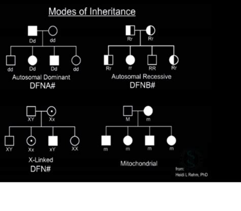 Introduction To Genetics Flashcards Quizlet