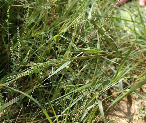 Field Biology In Southeastern Ohio Pass The Grass