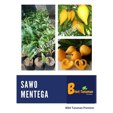 Jual BIBIT SAWO MENTEGA SAWO UBI SAWO BELANDA ALKESAH BIBIT TANAMAN