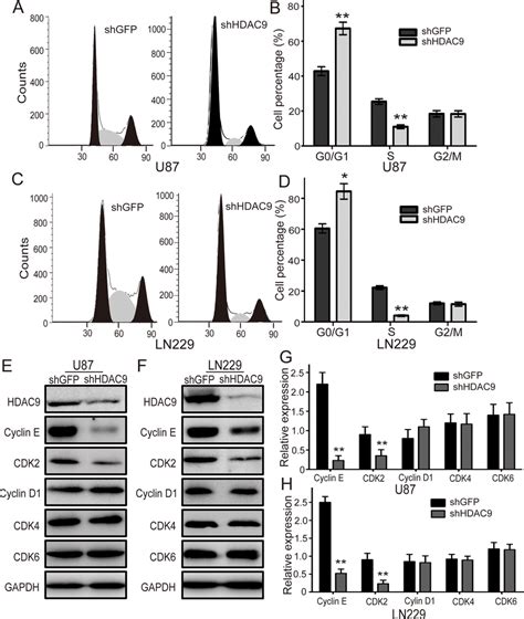 Knockdown Of Hdac Induces Cell Cycle Arrest In G Phase A The Cell