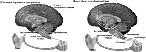 Neuroanatomic Pathways Mediating Visceral Pain Sensation The Left