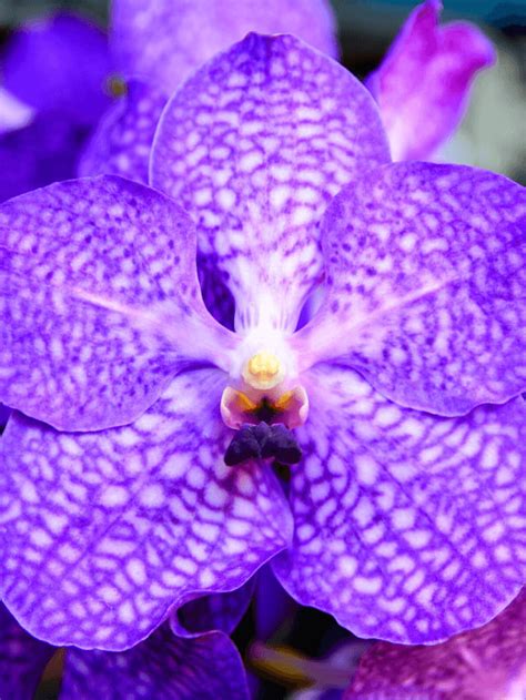 Orqu Deas Vandas Precisam Disso Para Dar Muitas Flores De Uma Vez