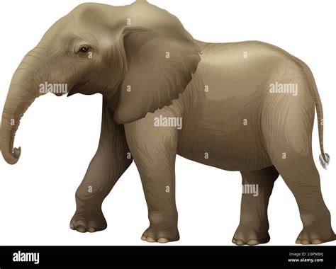 African Savannahs Stock Vector Images Alamy