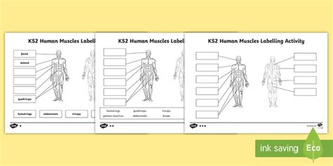 How Many Muscles Are In The Human Body Human Muscles