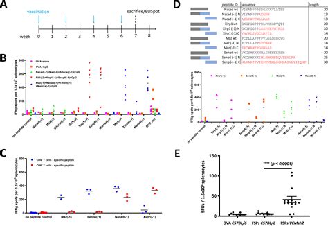 Recurrent Frameshift Neoantigen Vaccine Elicits Protective Immunity