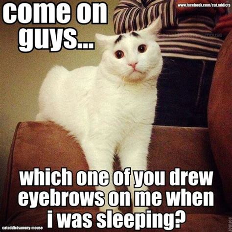 70+ Most Hilarious White Cat Meme & Funny White Cat Images