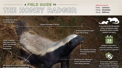 Honey Badger | Nature | PBS