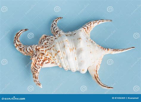 King`s Crown Shell Stock Image Image Of Shell Seashell 87436369