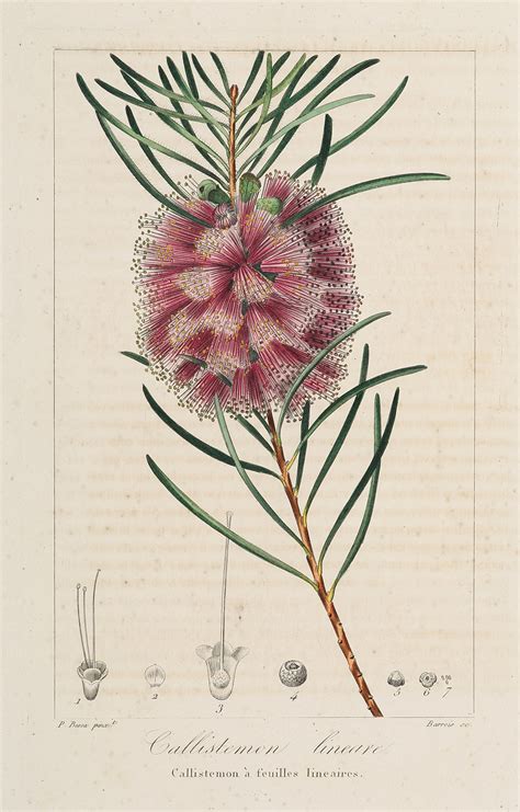 Callistemon Lineare Antique Print Map Room