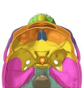 Dorsum sellae - e-Anatomy - IMAIOS