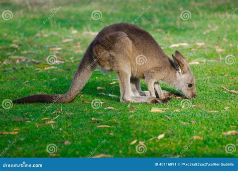 Kangaroo stock image. Image of kangaroo, australia, australian - 40116891