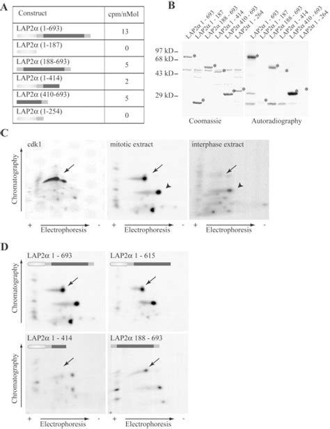 A Phosphorylation Cluster In The Chromatin Binding Region Regulates