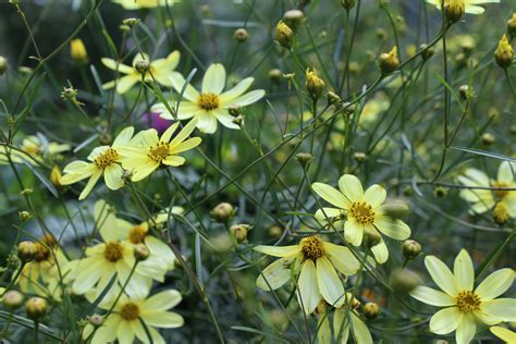 Coreopsis Moonbeam 1g – Bosco's Garden Center