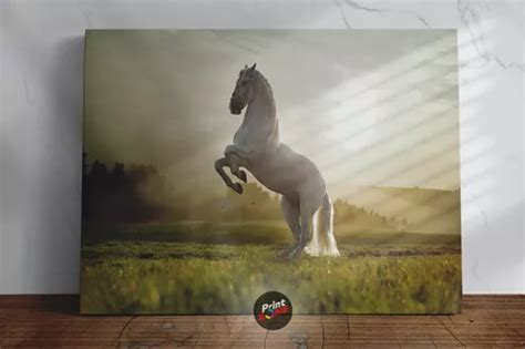 Cuadro decorativo PRINTZONE caballo garañon blanco potro yegua shire