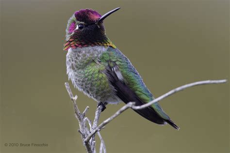 Essential Tips for Bird Blind Photography - Dream Catcher Images by ...