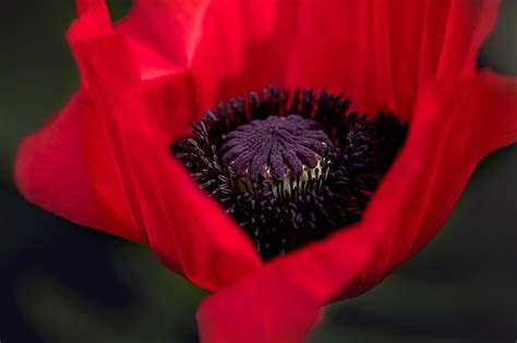 Fleurs Rouge