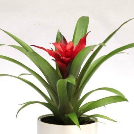 Стайни растения за вашия дом на супер цени - онлайн | homeplants.bg ...
