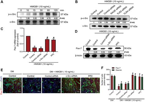 High-mobility group box-1 impedes skeletal muscle regeneration via ...