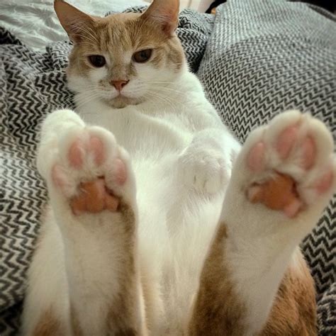 12 Cats Who Are Showing Off Their Toesies