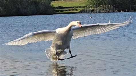 Mute Swan Cob King Swan Flies Over To Me To Get Fed Seeds 30th