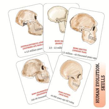 MONTESSORI GREAT STORY Of PEOPLE Early Man Hominids Skulls Cards