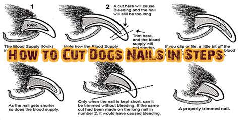 How To Cut Dogs Nails In Steps Dogs Addict