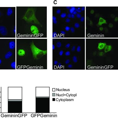 Subcellular Localization Of Geminin Mutant Forms A Quantification Of