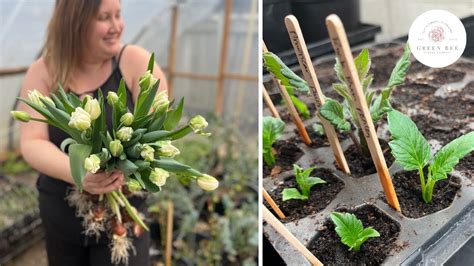 Propagating Dahlias Tulip Harvesting And Spring Chores Green Bee