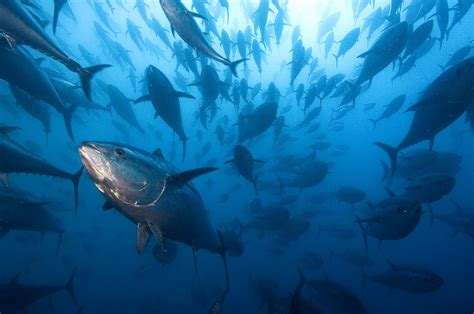 Brian Skerry Below The Surface Underwater Photography Of Brian