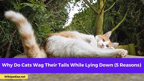 Why Do Cats Wag Their Tails While Lying Down 5 Reasons