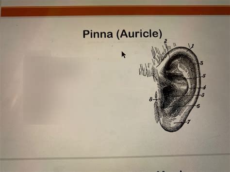 the pinna diagram Diagram | Quizlet