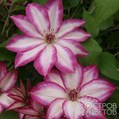 Клематис Пикоти - купить саженцы Clematis Picotee почтой, недорого в ...
