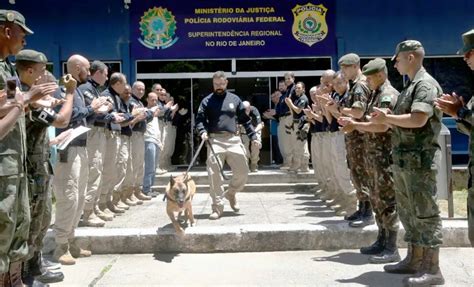 K9 Apolo morre no RJ o cão farejador estava aposentado desde 2020