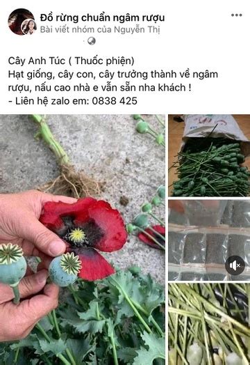 Rao Bán Công Khai Quả Cây Thuốc Phiện Trên Mạng Dolatrees Chia Sẻ