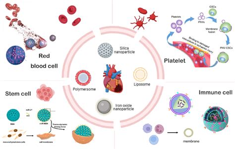 Figure 9 From Biomimetic Nanomaterials In Myocardial Infarction Treatment Harnessing Bionic