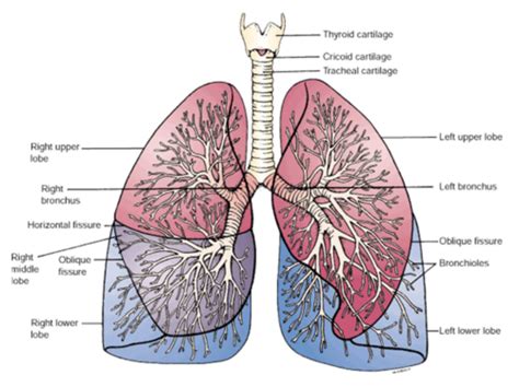 Module 1 Upper Airways Lower Airways Lungs Thoracic Cage